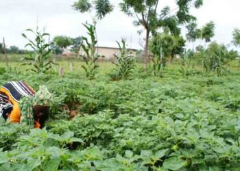 How to cut agriculture’s emissions to achieve a just transition