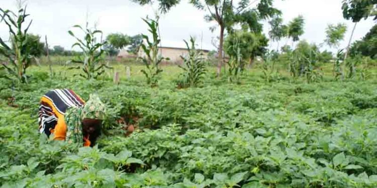 How to cut agriculture’s emissions to achieve a just transition