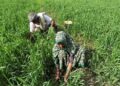 Promote organic farming to boost soil health, says Mandaviya