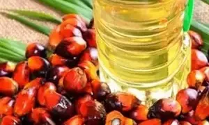 State govts, oil palm firms launch mega drive till Aug 12 to increase oil palm cultivation