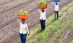 Gram Unnati signs MoU with Bayer to promote cultivation of spring maize in UP