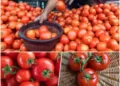 Tomato prices break new barrier of Rs 200/kg in Mumbai