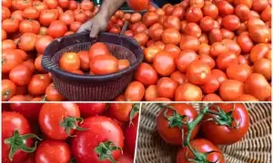 Tomato prices break new barrier of Rs 200/kg in Mumbai