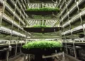 Lean times hit the vertical farming business