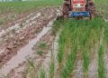 Patiala: Seedborne fungal disease affects resown paddy crop