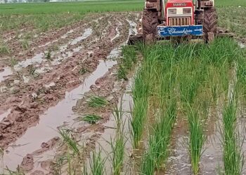 Patiala: Seedborne fungal disease affects resown paddy crop