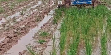 Patiala: Seedborne fungal disease affects resown paddy crop