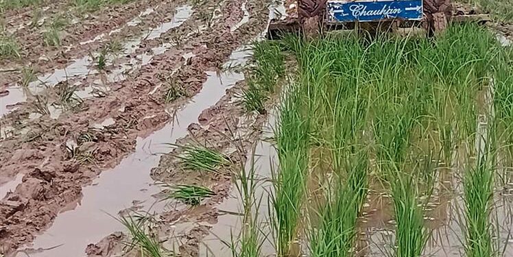 Patiala: Seedborne fungal disease affects resown paddy crop