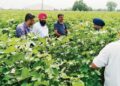 Pink bollworm attack has Abohar cotton farmers concerned
