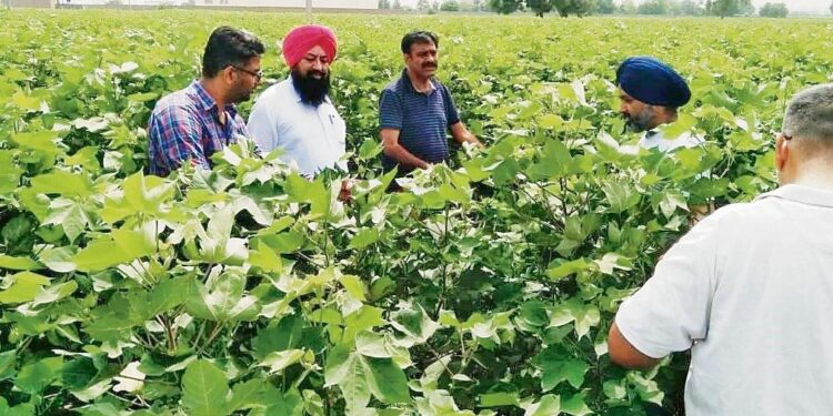 Pink bollworm attack has Abohar cotton farmers concerned