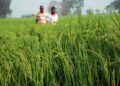 Area under basmati cultivation goes up by 16% this season in Punjab