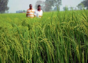 Area under basmati cultivation goes up by 16% this season in Punjab