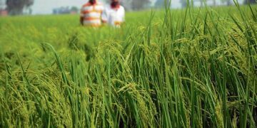 Area under basmati cultivation goes up by 16% this season in Punjab