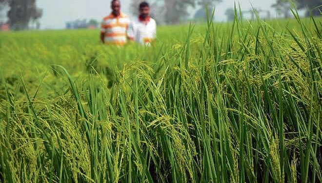 Area under basmati cultivation goes up by 16% this season in Punjab