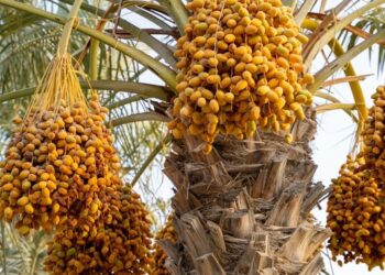 Saudi Arabia achieves 63% self-sufficiency in value-added agriculture sector: Reef