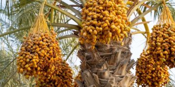 Saudi Arabia achieves 63% self-sufficiency in value-added agriculture sector: Reef