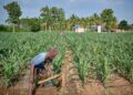 Bihar promotes maize cultivation in paddy-growing districts due to rainfall deficit