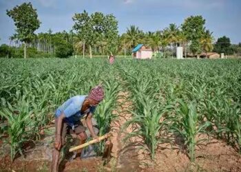 Bihar promotes maize cultivation in paddy-growing districts due to rainfall deficit