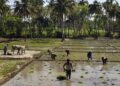 The museum is an initiative to counter the disconnect of the younger generation from agricultural practices with many not knowing how foodgrains are cultivated in rural India