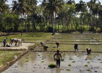 The museum is an initiative to counter the disconnect of the younger generation from agricultural practices with many not knowing how foodgrains are cultivated in rural India