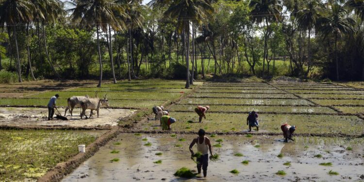 The museum is an initiative to counter the disconnect of the younger generation from agricultural practices with many not knowing how foodgrains are cultivated in rural India