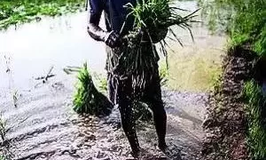 Govt launches digital crop survey in 12 states on pilot basis