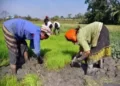 Govt says crop insurance claims worth Rs 2,761.10 cr pending under PMFBY till 2021-22