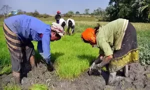 Govt says crop insurance claims worth Rs 2,761.10 cr pending under PMFBY till 2021-22