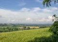 New support for innovative farmers in West Devon and South Hams