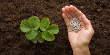 How transitioning from nitrogen fertilisers will decarbonise the Netherlands’ food and agriculture industry