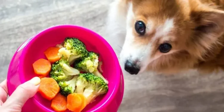 New Research Increases Confidence in the Benefits of Vegan Diets for Dogs