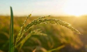 Wazoku Hosts Open Innovation Challenge To Address The Impact Of Climate Change On Food Security In Low-Income Countries