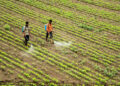Google Building Digital Agri Stack For India Using Satellite Imagery