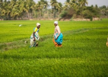 Indian Agriculture Market Set to Reach ₹38 Lakh Crore by FY30: Report