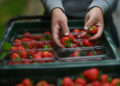 Germany’s Strawberry Harvest Hits 30 Year Low In 2025