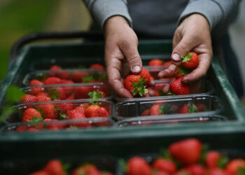 Germany’s Strawberry Harvest Hits 30 Year Low In 2025