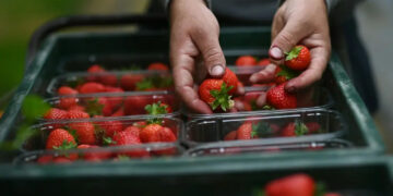 Germany’s Strawberry Harvest Hits 30 Year Low In 2025