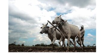 Empowering Farmers: Prime Minister Dhan-Dhaanya Krishi Yojana (PMDDKY) Rolls Out With a Six-Year Roadmap
