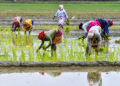 Historic Crop Insurance Disbursement For Farmers Under PMFBY To Be Held In Rajasthan
