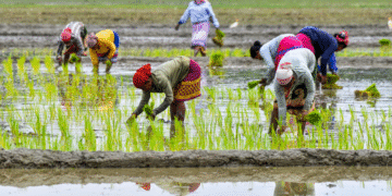 Historic Crop Insurance Disbursement For Farmers Under PMFBY To Be Held In Rajasthan