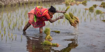 Uneven Monsoon Raises Concerns Over India’s Kharif Crop Output as Harvest Season Nears