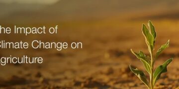 FAO Calls for Better Climate Finance to Strengthen Global Agrifood Systems
