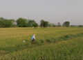 Google and Mitti Labs Partner to Cut Methane Emissions and Scale Climate-Smart Rice Farming Across India