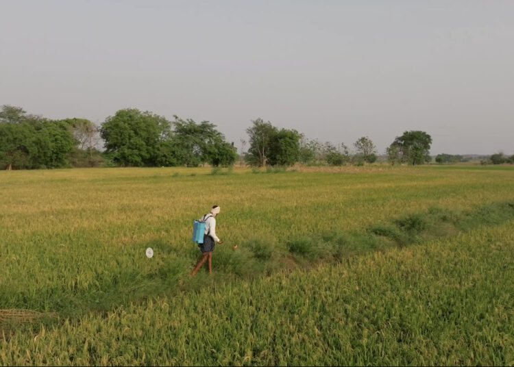 Google and Mitti Labs Partner to Cut Methane Emissions and Scale Climate-Smart Rice Farming Across India