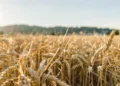 Ukraine Reports Record Wheat Harvest Despite War Disruptions