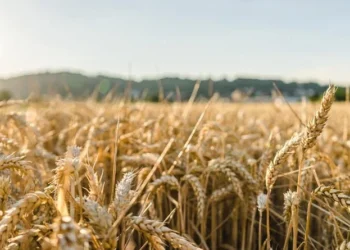 Ukraine Reports Record Wheat Harvest Despite War Disruptions