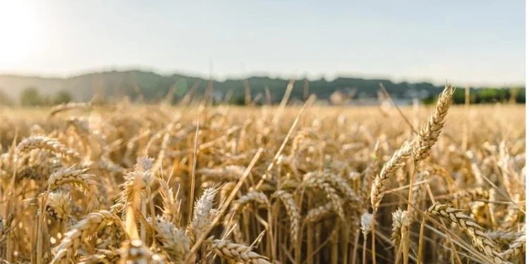 Ukraine Reports Record Wheat Harvest Despite War Disruptions
