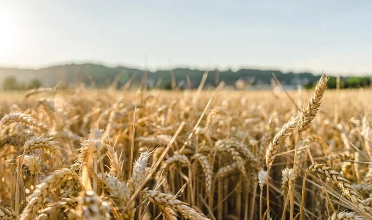 Ukraine Reports Record Wheat Harvest Despite War Disruptions