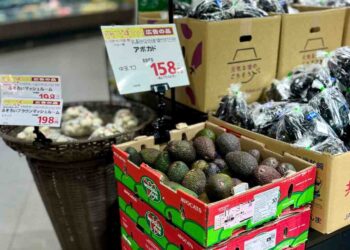 Westfalia Fruit Focuses on Sustainable Growth for Asia’s Avocado Market
