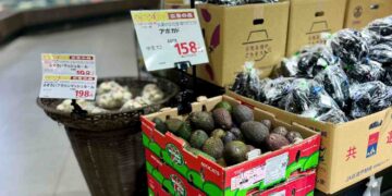 Westfalia Fruit Focuses on Sustainable Growth for Asia’s Avocado Market